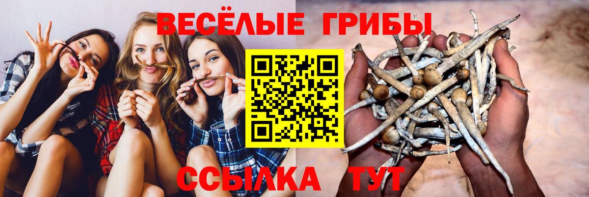 Псилоцибиновые грибы GOLDEN TEACHER Обь